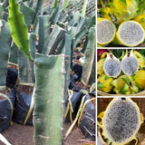 Yellow Dragon Fruit Plant Live Pot 4 Inc, Dragon Fruit Tree Gardening
