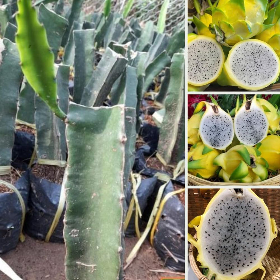Yellow Dragon Fruit Plant Live Pot 4 Inc, Dragon Fruit Tree Gardening