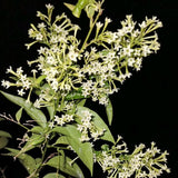 Jasmine Plant, Live Fragrant Jasmine Flower Plants 4'' Pot, Jasmines Well Rooted for Indoor Outdoor Garden (Night Jasmine Flower)