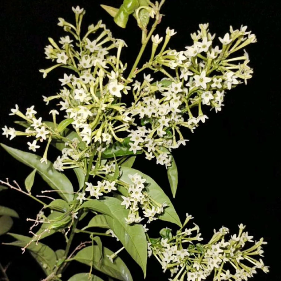 Jasmine Plant, Live Fragrant Jasmine Flower Plants 4'' Pot, Jasmines Well Rooted for Indoor Outdoor Garden (Night Jasmine Flower)