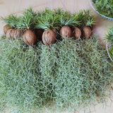 Spanish Moss Plant Live, Spanish Moss Tillandsia Air Plants Live Houseplants, 12 to 18 Inc Tall, Succulent Plants Live