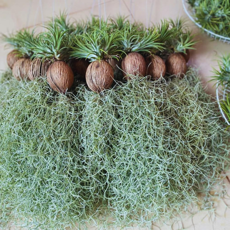 Spanish Moss Plant Live, Spanish Moss Tillandsia Air Plants Live Houseplants, 12 to 18 Inc Tall, Succulent Plants Live