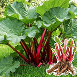 (Large Size) 5 Rhubarb Crowns for Planting, High Yield Rhubarb Plants Live Roots, Cold Hardy, Zones 2-8, Cold Hardy