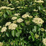 White Viburnum Live Plant, Viburnum Shrubs, 8-12 Inc Tall, Bare Root Plant, Hardy Shrub for Landscaping, Outdoor Garden