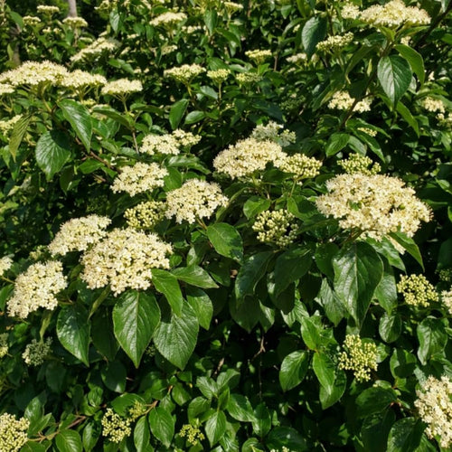 White Viburnum Live Plant, Viburnum Shrubs, 8-12 Inc Tall, Bare Root Plant, Hardy Shrub for Landscaping, Outdoor Garden