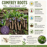 Pack of 10 Comfrey Roots, Live Bocking 14 Comfrey Roots Cuttings, Live Perennial Herb for Home Gardens and Outdoor Planting