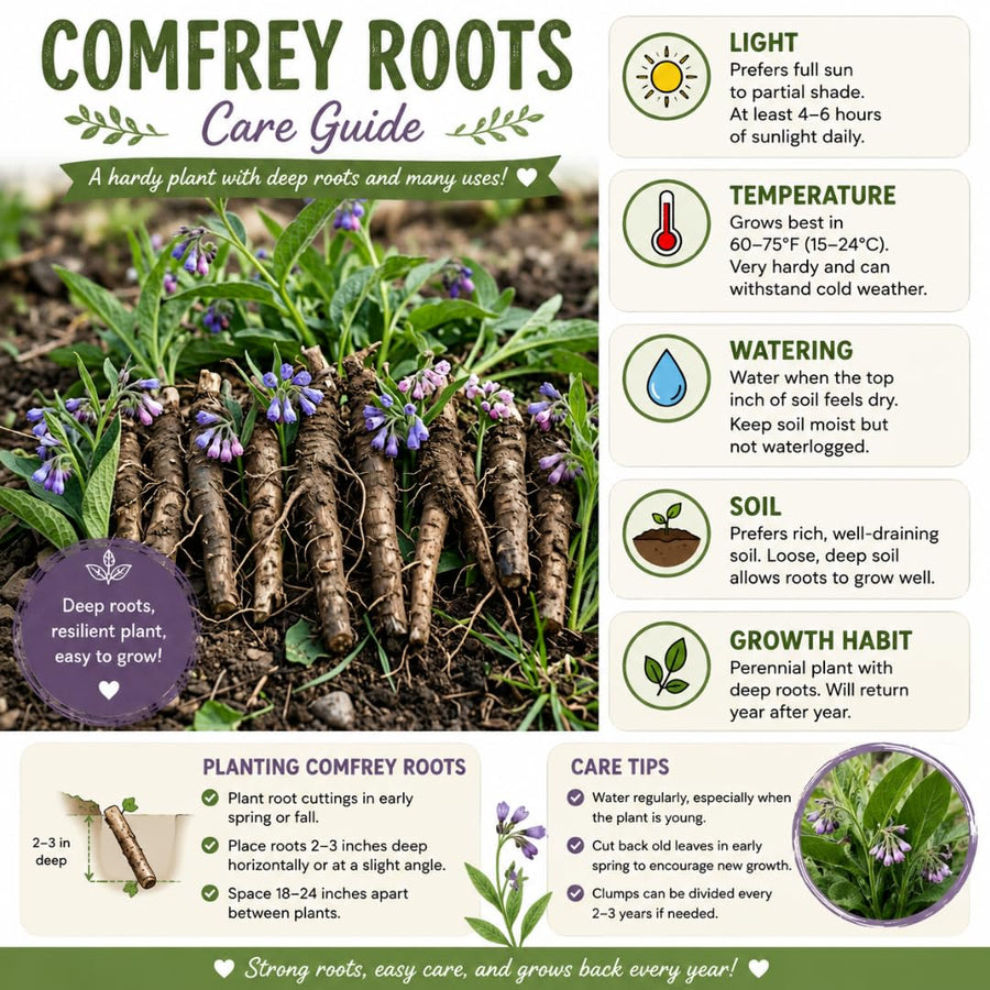 Pack of 10 Comfrey Roots, Live Bocking 14 Comfrey Roots Cuttings, Live Perennial Herb for Home Gardens and Outdoor Planting