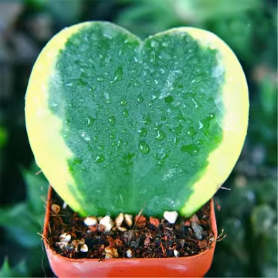 Variegated Kerri Hoya Plant Live, Rare Cream and Green Heart-Shaped Succulent Vine Leaves, Outdoor Indoor Houseplant Decor