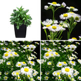 2 Daisy Flower Plants Live Gardening, 6 Inc Potted, Yellow White Daisy Plant Live for Growing