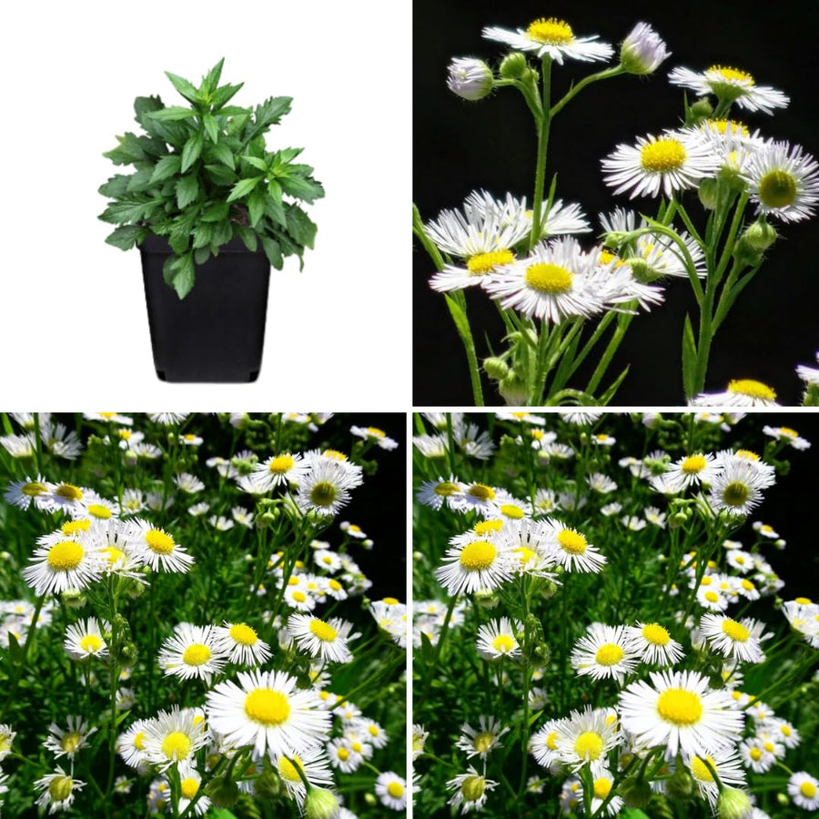 2 Daisy Flower Plants Live Gardening, 6 Inc Potted, Yellow White Daisy Plant Live for Growing