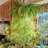 Spider Plants Live House Plants, Variegated Spider Plant for Hanging Basket, 2-3 Inc Tall, Easy-Care Houseplant, No Pot