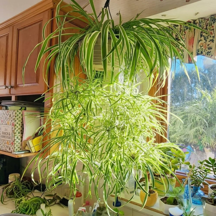 Spider Plants Live House Plants, Variegated Spider Plant for Hanging Basket, 2-3 Inc Tall, Easy-Care Houseplant, No Pot