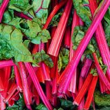 Set 10 Rhubarb Roots for Planting, Red Rhubarb Plants Roots, Outdoor Garden Planting