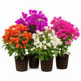 2 Mixed Bougainvillea Plants Live, Perennial Bougainvillea Flowers Vine, Outdoor Garden Planting 5-9 Inches