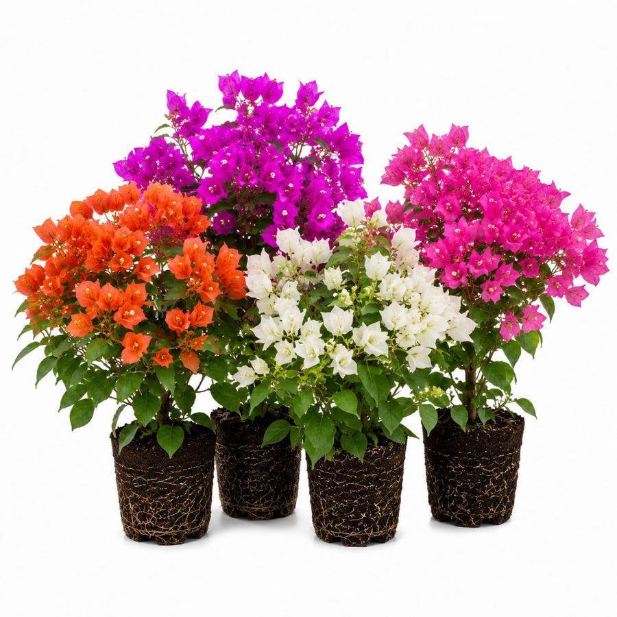 2 Mixed Bougainvillea Plants Live, Perennial Bougainvillea Flowers Vine, Outdoor Garden Planting 5-9 Inches
