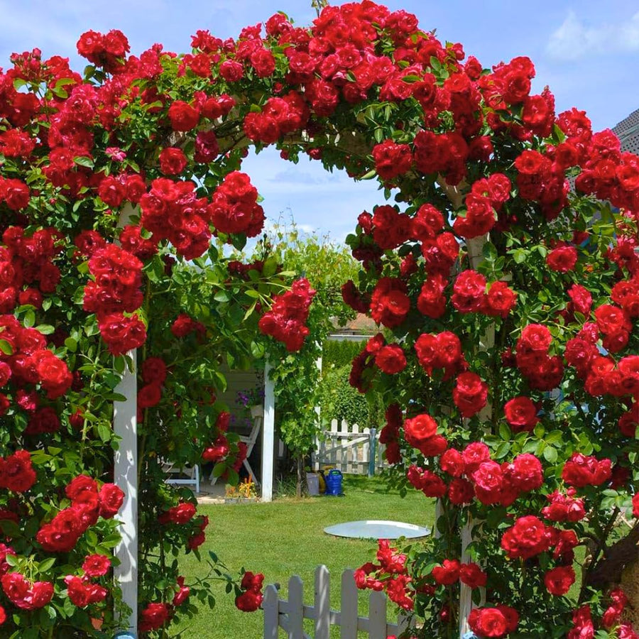 Climber Rose Plant Live - Climbing Rose - Come Bare Root with Soil, No Leaves, 5 to 7 Inches (Don Juan)