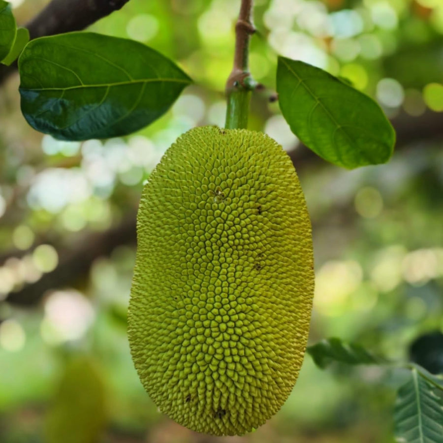 Yellow Jackfruit Live Plant, Sweet Jackfruit Tropical Fruit Trees in Pot, 8-10'' Tall, Hardy Perennial Jackfruit for Outdoor Garden