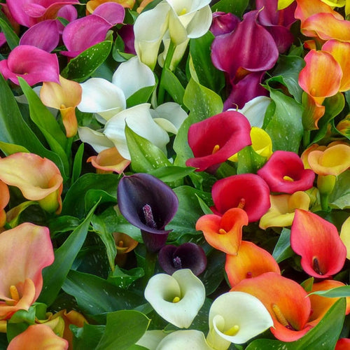 Set of 4 Mixed Calla Lily Bulbs, Calla Lily Bulbs for Planting, Vibrant Blooming Flowers for Garden Beds, Patio Pots, Balcony Planters, and Indoor Growing