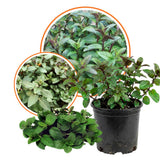 Chocolate Mint Plant, Sweet, Fragrant Mint Plant Live in 3.5'' Pot, Containers and Herb Gardens Growing
