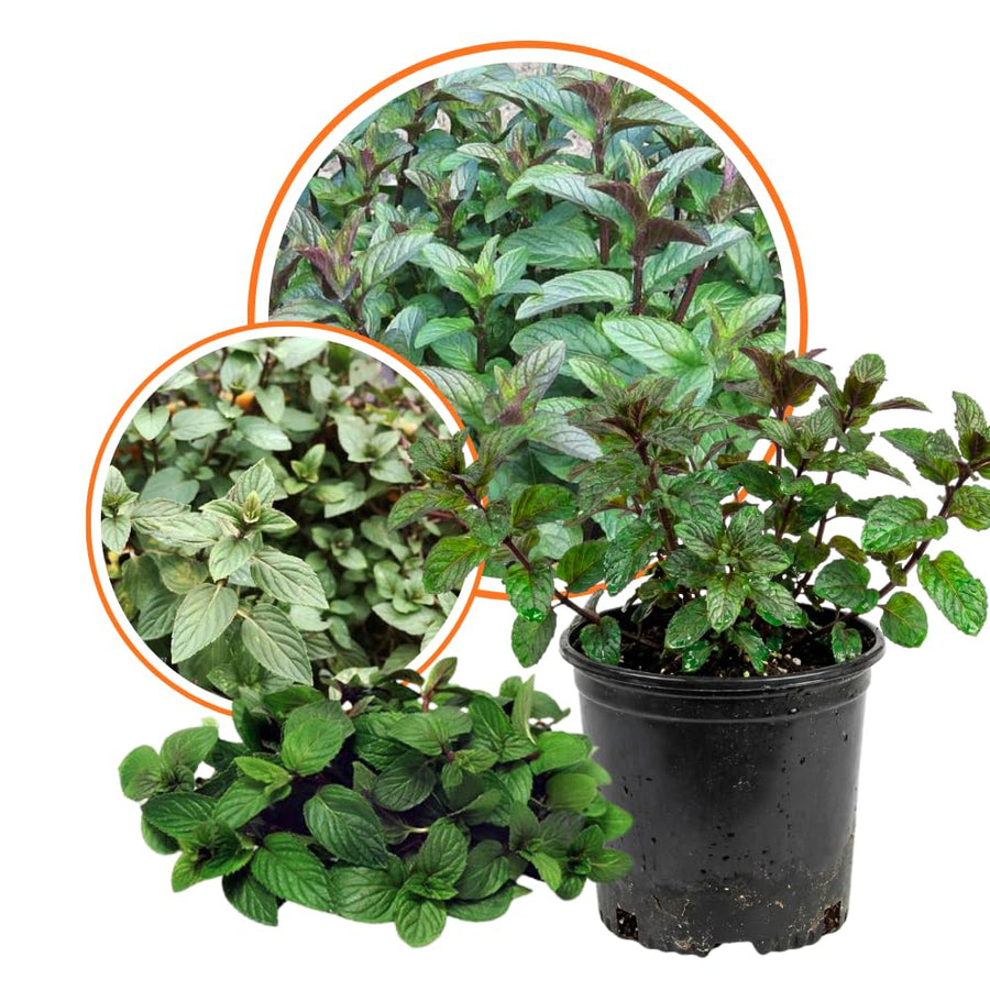 Chocolate Mint Plant, Sweet, Fragrant Mint Plant Live in 3.5'' Pot, Containers and Herb Gardens Growing