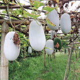 Round Ash Gourd Plant, Winter Melon Vine Live in 4 Inc Pot, Live Melon Plants 4-5 Inch Tall, Well-Rooted