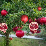 Pomegranate Tree Plant Live, Pomegranate Fruit Plant, 4 Inch Pot, Ready for Planting