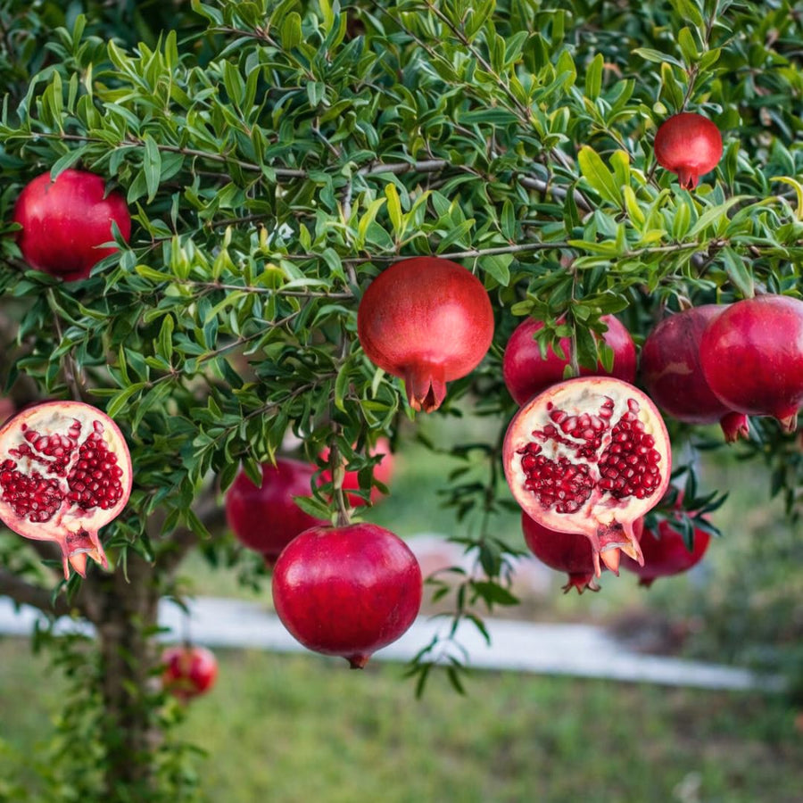 Pomegranate Tree Plant Live, Pomegranate Fruit Plant, 4 Inch Pot, Ready for Planting