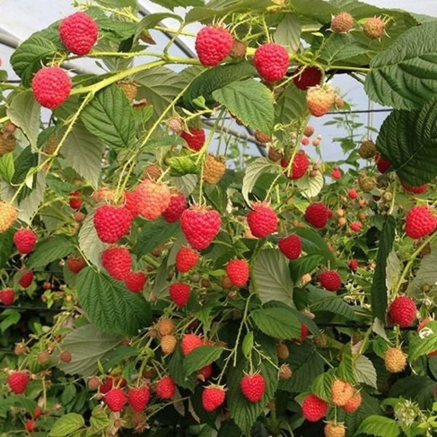 Red Raspberry Plants Live for Planting, Raspberry Bushes Live Plant 5-9" Large Size 9 Months Old Seedling