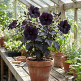 Set 7 Hibiscus Cuttings, Hardy Hibiscus Plants Live, Vibrant Blooming Flower, Well-Rooted Plant for Home Garden Indoor Outdoor (Black)