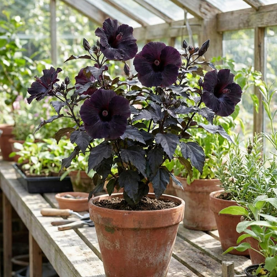 Set 7 Hibiscus Cuttings, Hardy Hibiscus Plants Live, Vibrant Blooming Flower, Well-Rooted Plant for Home Garden Indoor Outdoor (Black)