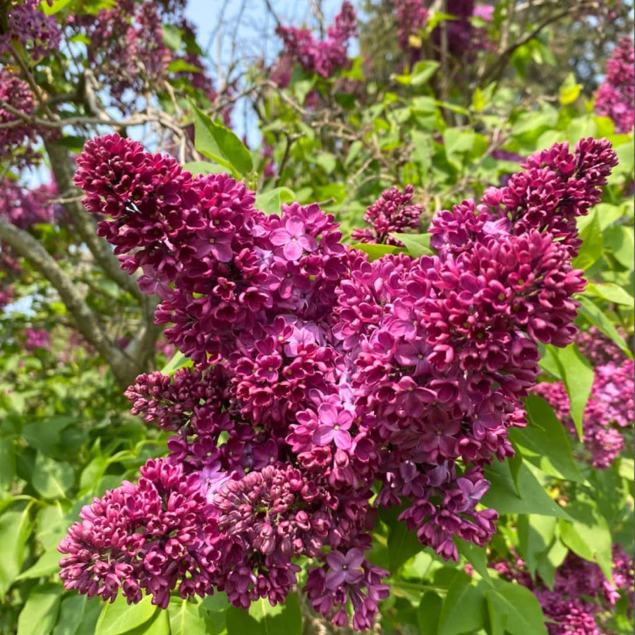 Pink Lilac Bush Live Tree Plant, 1 Year Old Tree for Planting, 6 to 12 Inches in Tall, Hardy Shrub, Dormant in Winter