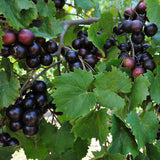 Sweet Muscadine Grape Vine Plant Live for Planting, Live Grape Tree, 4" Pot, Grape Fruit Tree for Planting