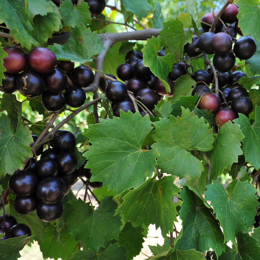 Sweet Muscadine Grape Vine Plant Live for Planting, Live Grape Tree, 4" Pot, Grape Fruit Tree for Planting