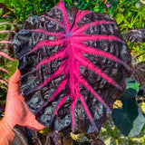 3 Colocasia Plants Live, Elephant Ear Caladium Esculenta Plants, 5 to 8 Inc Tall (Red Black)