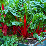 100 Red Rhubarb Seeds for Planting, Rhubarb Seed, Vegetable Plant Seeds Gardening Outdoor