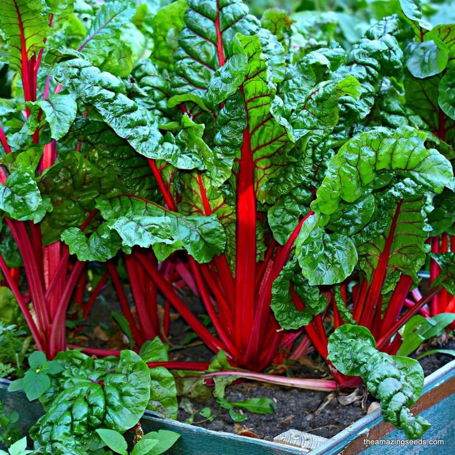 100 Red Rhubarb Seeds for Planting, Rhubarb Seed, Vegetable Plant Seeds Gardening Outdoor