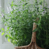 Fresh Strawberry Mint Live Plant No Pot, Mint Herb Live Plant for Indoor Outdoor Growing, Spring Planting