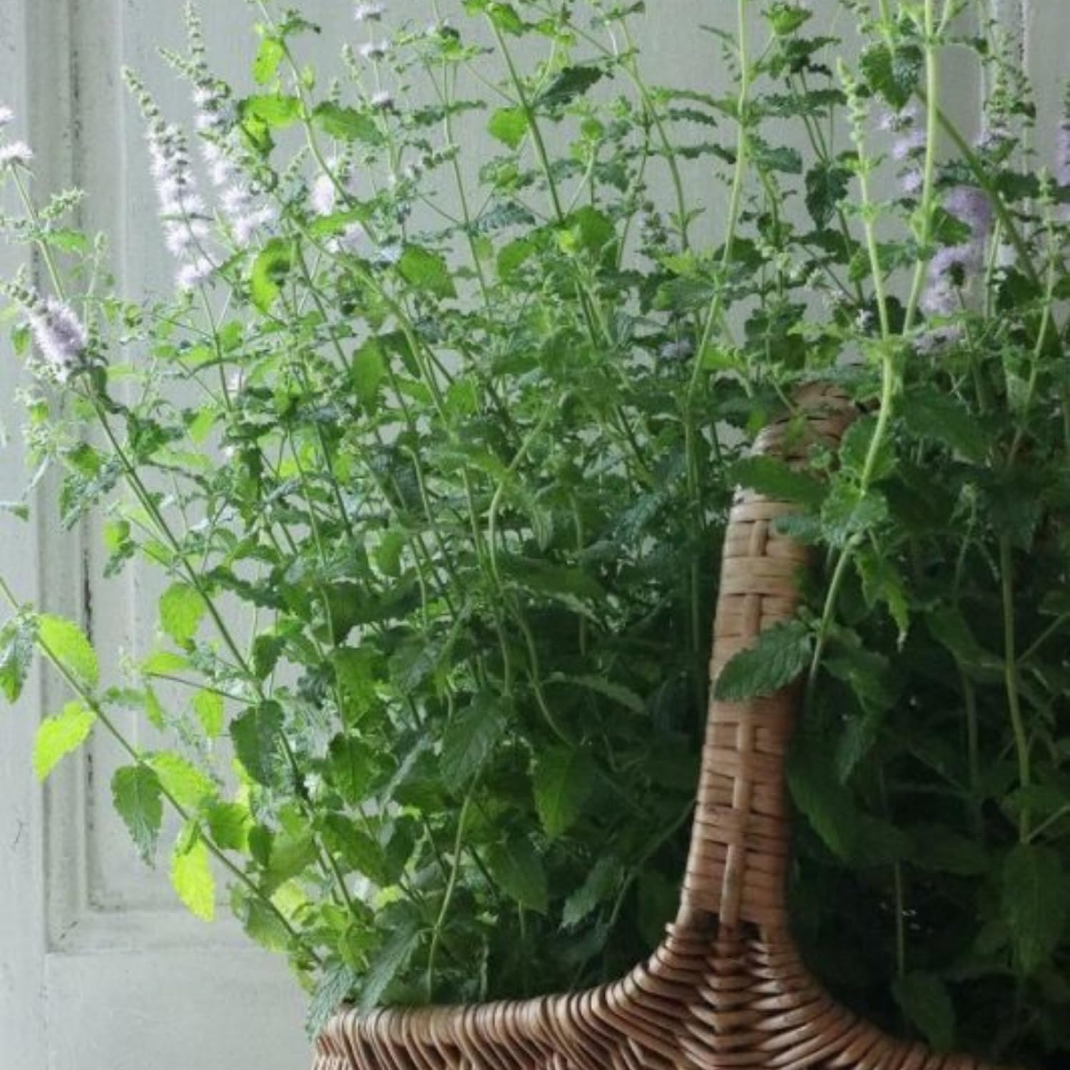 Fresh Strawberry Mint Live Plant No Pot, Mint Herb Live Plant for Indoor Outdoor Growing, Spring Planting
