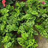 2 Swiss Cheese Plants Live, Monstera Live Plants, Swiss Cheese Philodendron House Plants for Planting, Rare Leaf Monstera 4 to 6 Leaves (Monstera Adansonii Narrow Leaf)