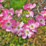 Pink Dogwood Tree Live Plant, 5 to 8'' Tall, Dogwood Flowering Plant Live Outdoor Gardening
