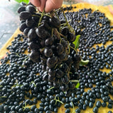 Plum Tree Live Plant, Live Black Jamun Plant for Outdoor Planting, Tropical Fruit Tree, Cold Hardy, 4 Inc Pot, 4-6 Inches Tall