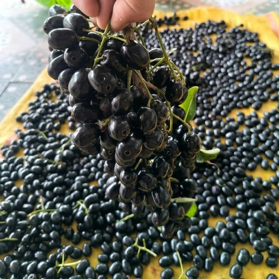 Plum Tree Live Plant, Live Black Jamun Plant for Outdoor Planting, Tropical Fruit Tree, Cold Hardy, 4 Inc Pot, 4-6 Inches Tall