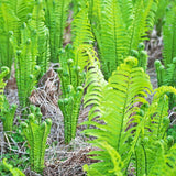 Set 10 Ostrich Fern Rhizomes, Ferns Starter Roots, Perennial Fern Plants, Ready to Grow