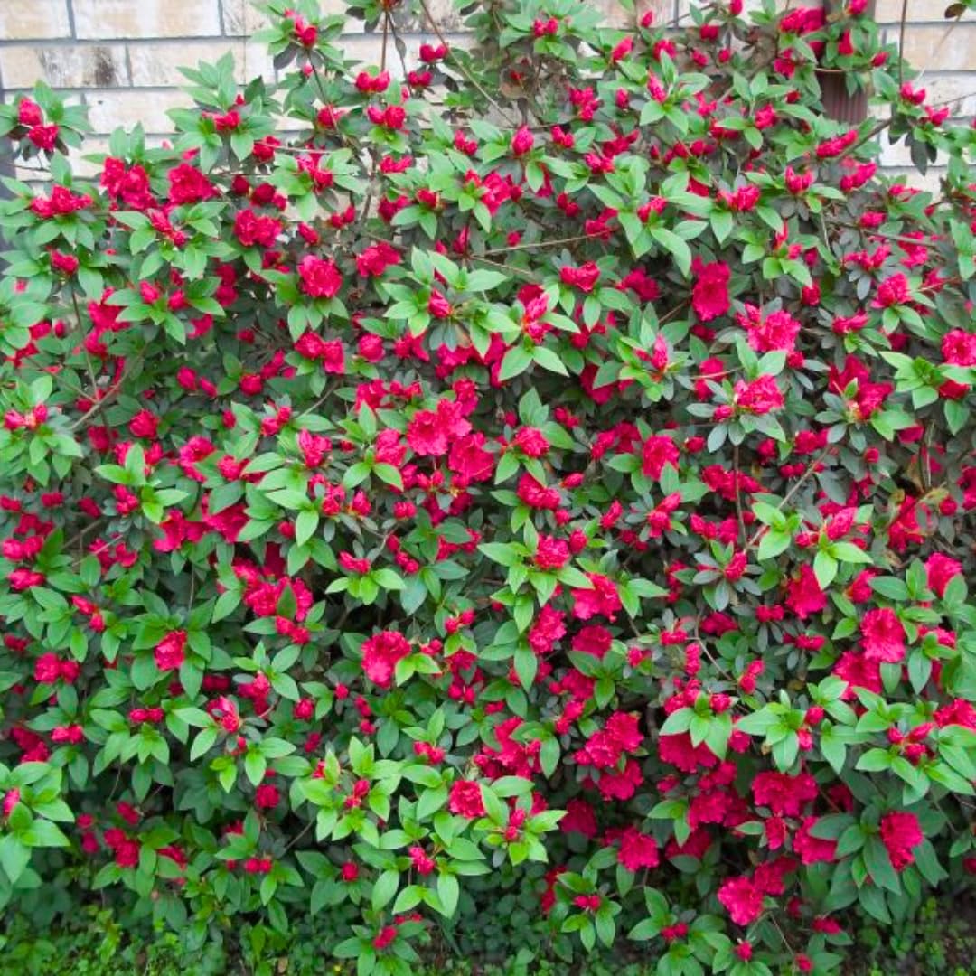 Live Red-Pink Azalea Plant, Cold Hardy Azalea Plant, Reblooming Flowering Azalea Shrub, Rhododendron Like, Azalea Bush for Outdoor Gardening