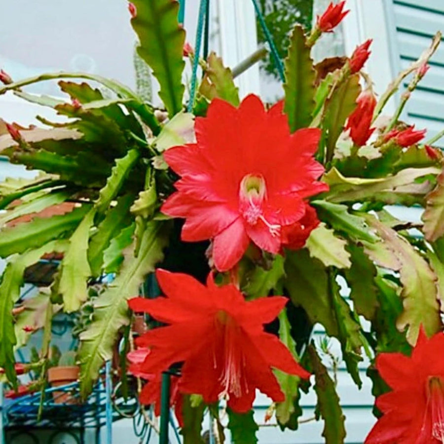 Epiphyllum Orchid Cactus Live Plant, 2 Plants Per Pot, Blooming Orchid Cactus for Indoor or Outdoor Growing (Red Epiphyllum)