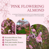 1 Year Old Pink Flowering Almond Shrub Live Plant in Quart Pot, 6-12" Vibrant Pink Flowers, Cold-Hardy, Well-Rooted, Dormant in Winter