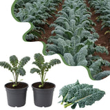 Set of 2 Live Blue Kale Plants, Edible Kale Vegetable Plant, 4 Inch Pot, for Planting