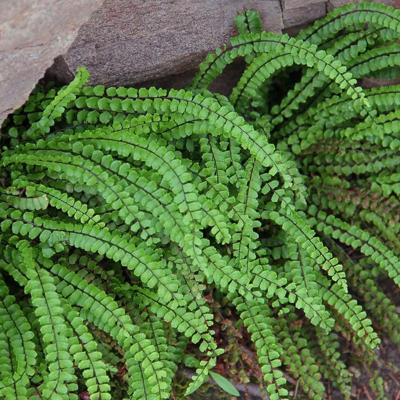 5 Maidenhair Fern Rhizomes Live Plants for Planting, Ferns Live Plants Outdoors Indoors Full Shade, Bare Roots, Fast-Growing