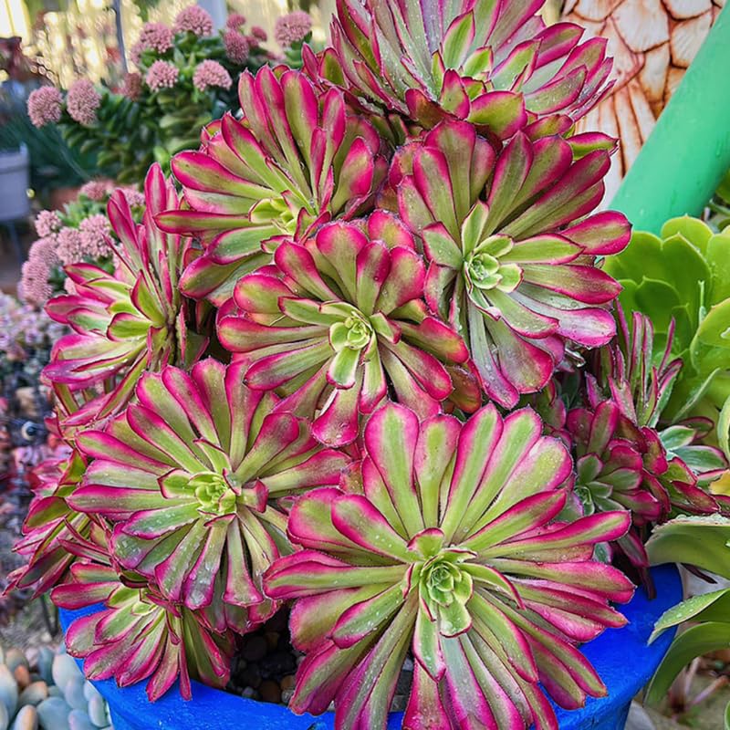 Rare Aeonium Plant Live Succulent in 4" Pot, Rosette Succulent Live Plant for Indoor Outdoor Growing