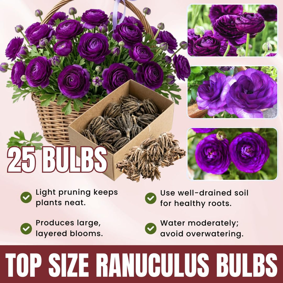 Ranunculus Bulbs, 25 Ranunculus Bulbs, French Peony Style Buttercup Corms, Spring Blooming Garden Flowers, Vibrant Flower Plant (Purple Ranunculus)